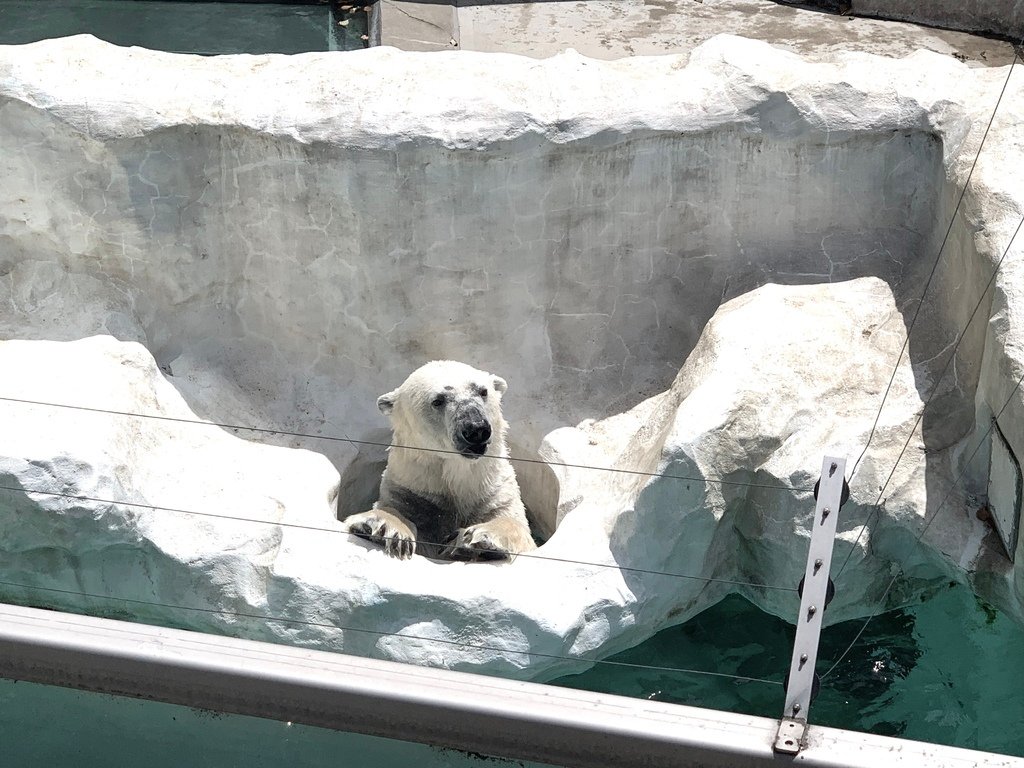 ＜日本＞2023東京放飛自我~上野動物園熱力四射的萌萌們；影