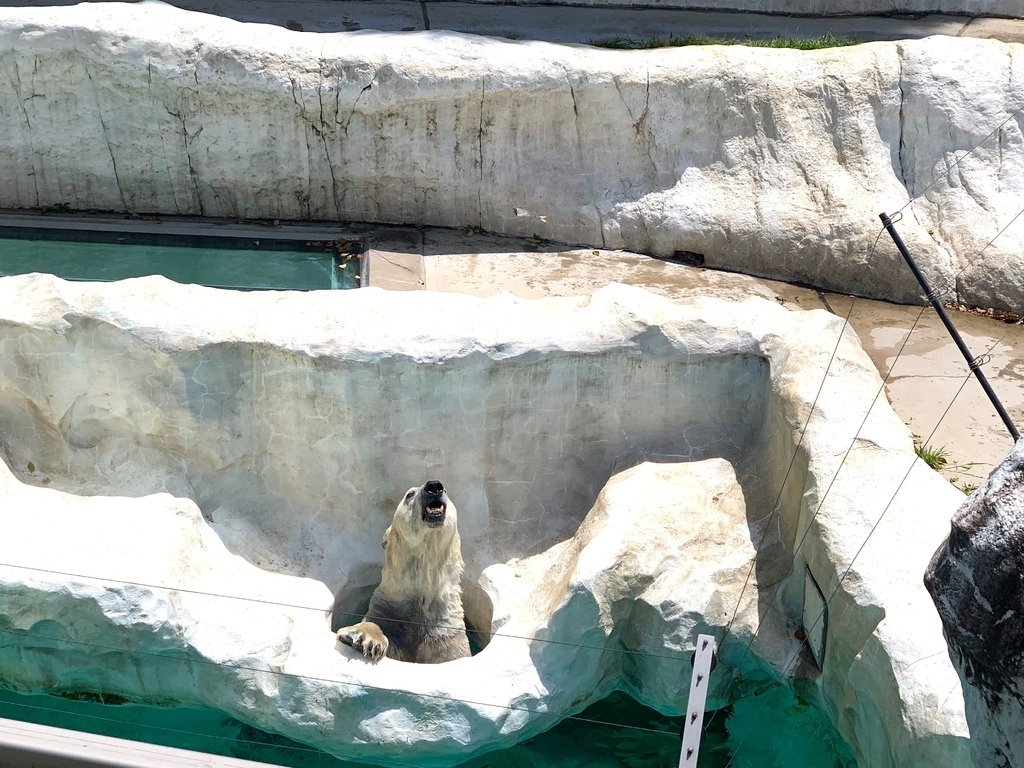 ＜日本＞2023東京放飛自我~上野動物園熱力四射的萌萌們；影