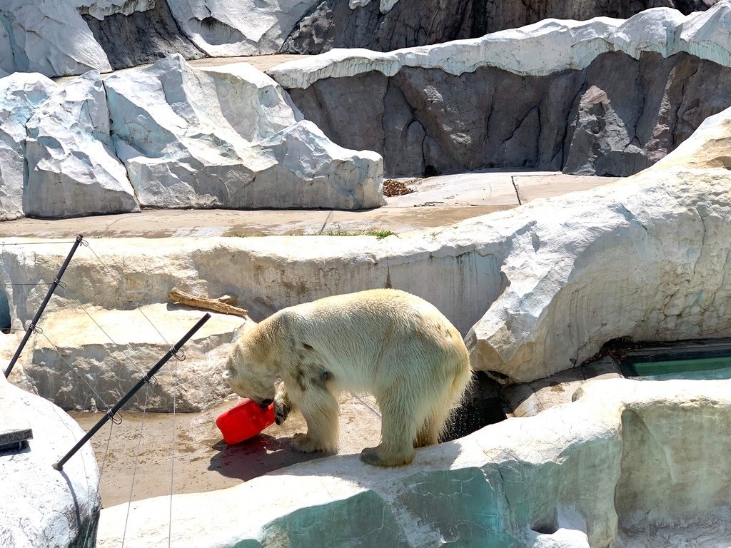 ＜日本＞2023東京放飛自我~上野動物園熱力四射的萌萌們；影