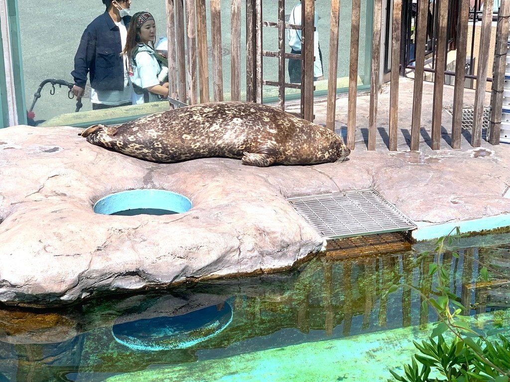 ＜日本＞2023東京放飛自我~上野動物園熱力四射的萌萌們；影