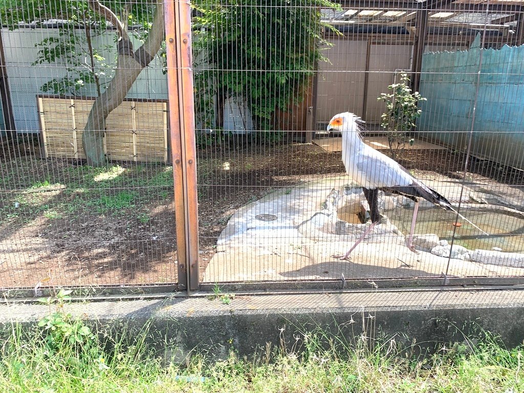 ＜日本＞2023東京放飛自我~上野動物園熱力四射的萌萌們；影