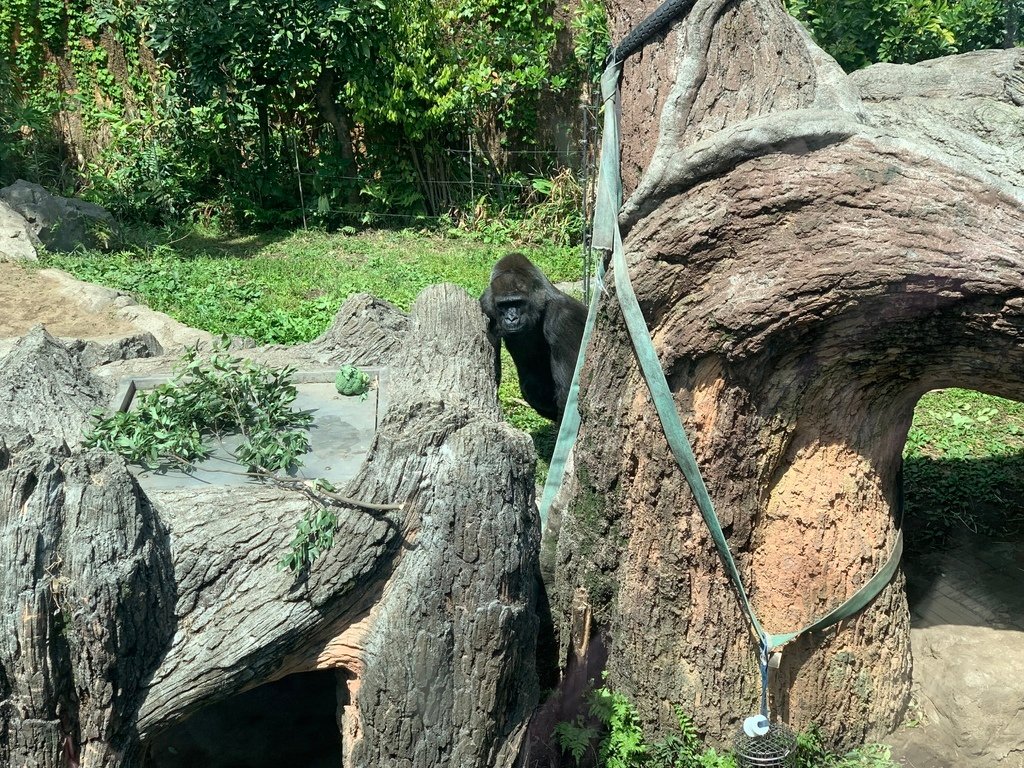 ＜日本＞2023東京放飛自我~上野動物園熱力四射的萌萌們；影