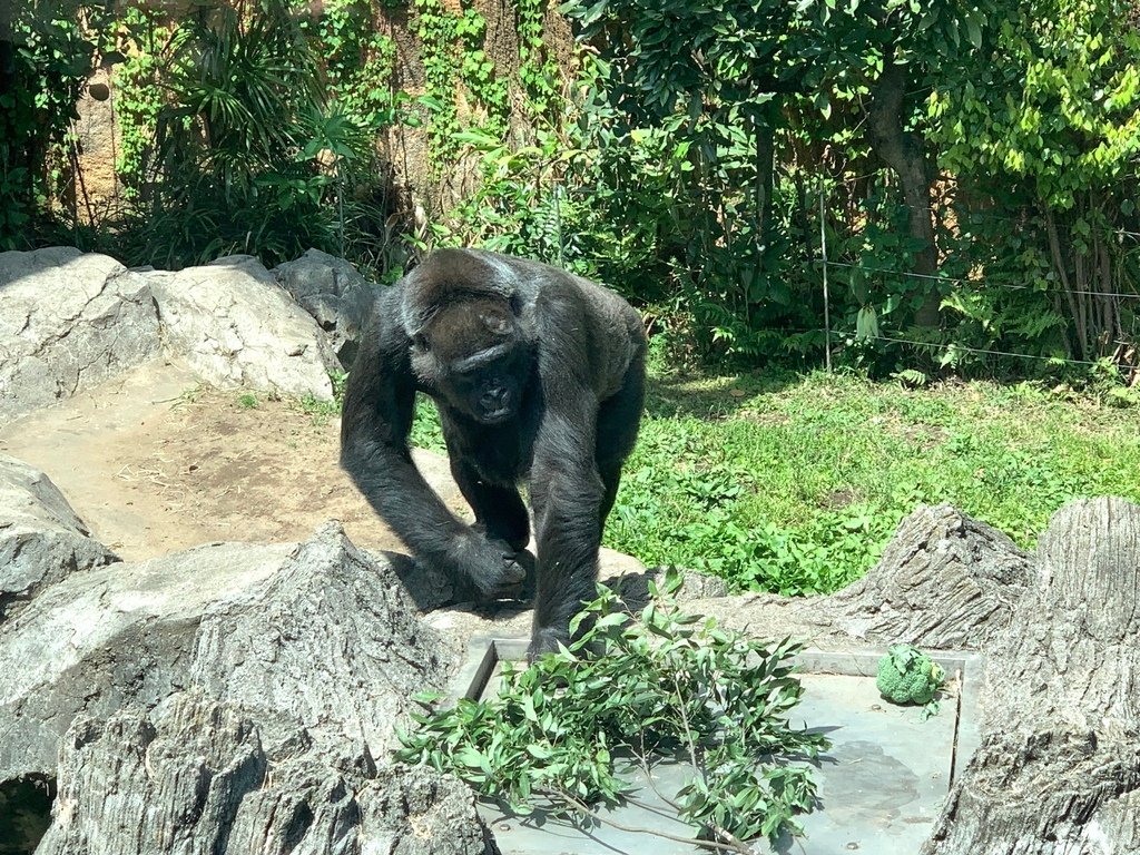 ＜日本＞2023東京放飛自我~上野動物園熱力四射的萌萌們；影