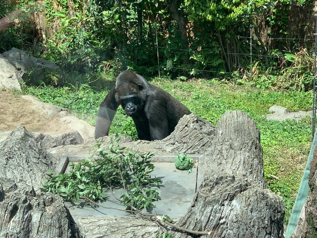 ＜日本＞2023東京放飛自我~上野動物園熱力四射的萌萌們；影