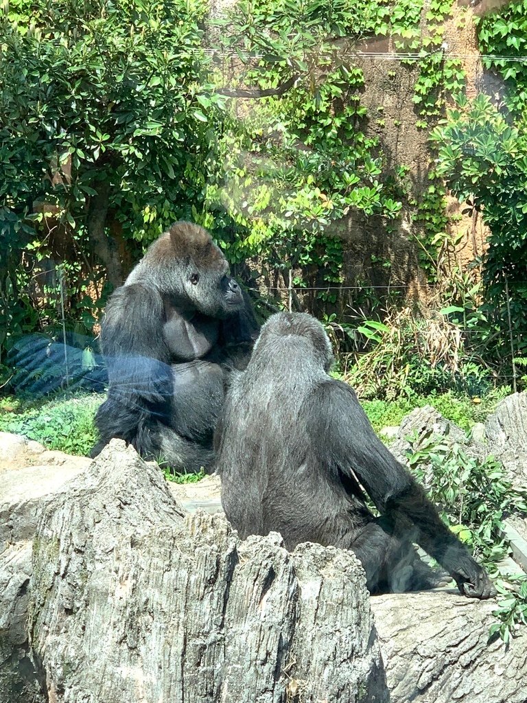 ＜日本＞2023東京放飛自我~上野動物園熱力四射的萌萌們；影