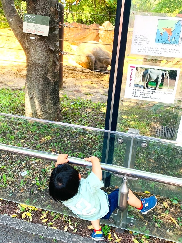 ＜日本＞2023東京放飛自我~上野動物園熱力四射的萌萌們；影