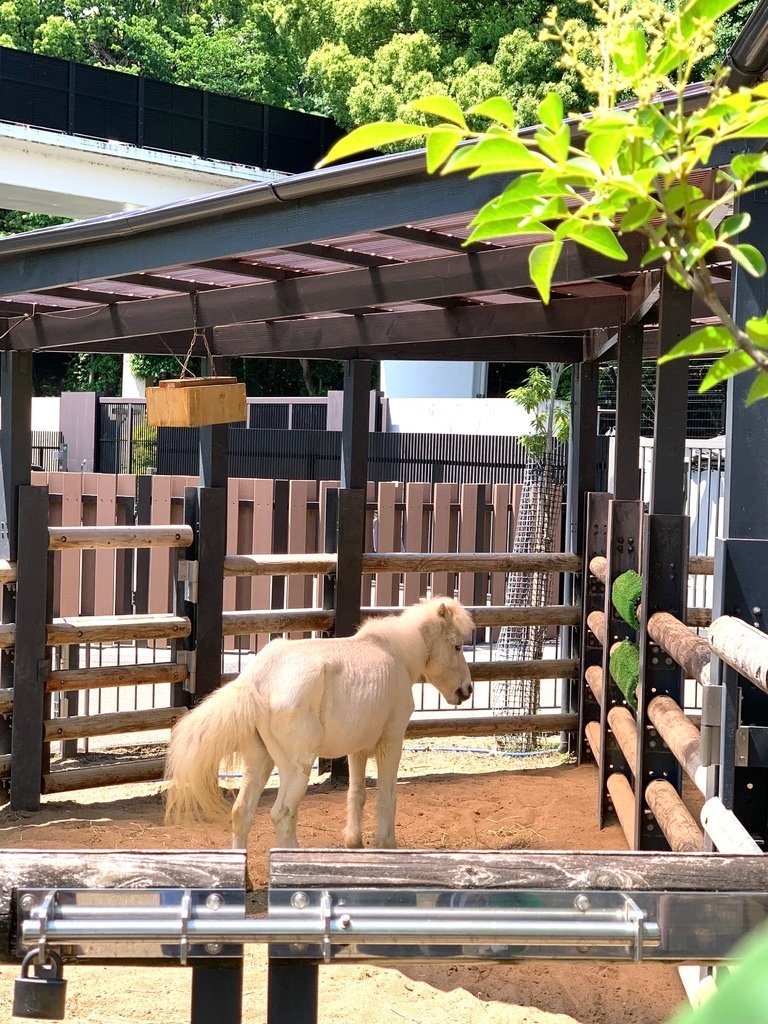 ＜日本＞2023東京放飛自我~上野動物園熱力四射的萌萌們；影