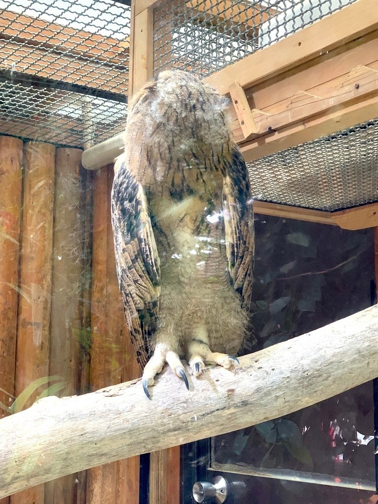 ＜日本＞2023關西~神戶動物王國（照片多），不怕天氣，玩飽
