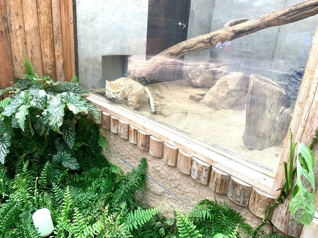 ＜日本＞2023關西~神戶動物王國（照片多），不怕天氣，玩飽