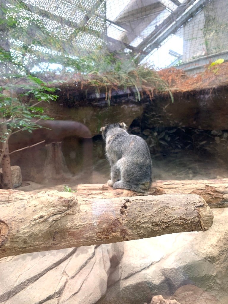 ＜日本＞2023關西~神戶動物王國（照片多），不怕天氣，玩飽