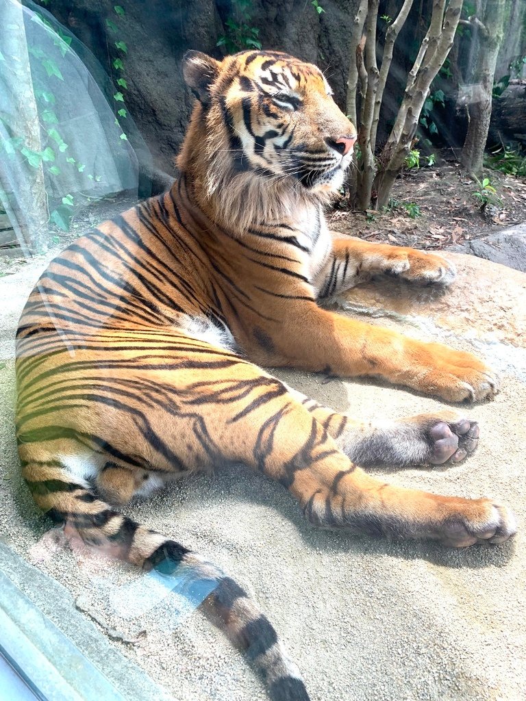 ＜日本＞2023關西~神戶動物王國（照片多），不怕天氣，玩飽