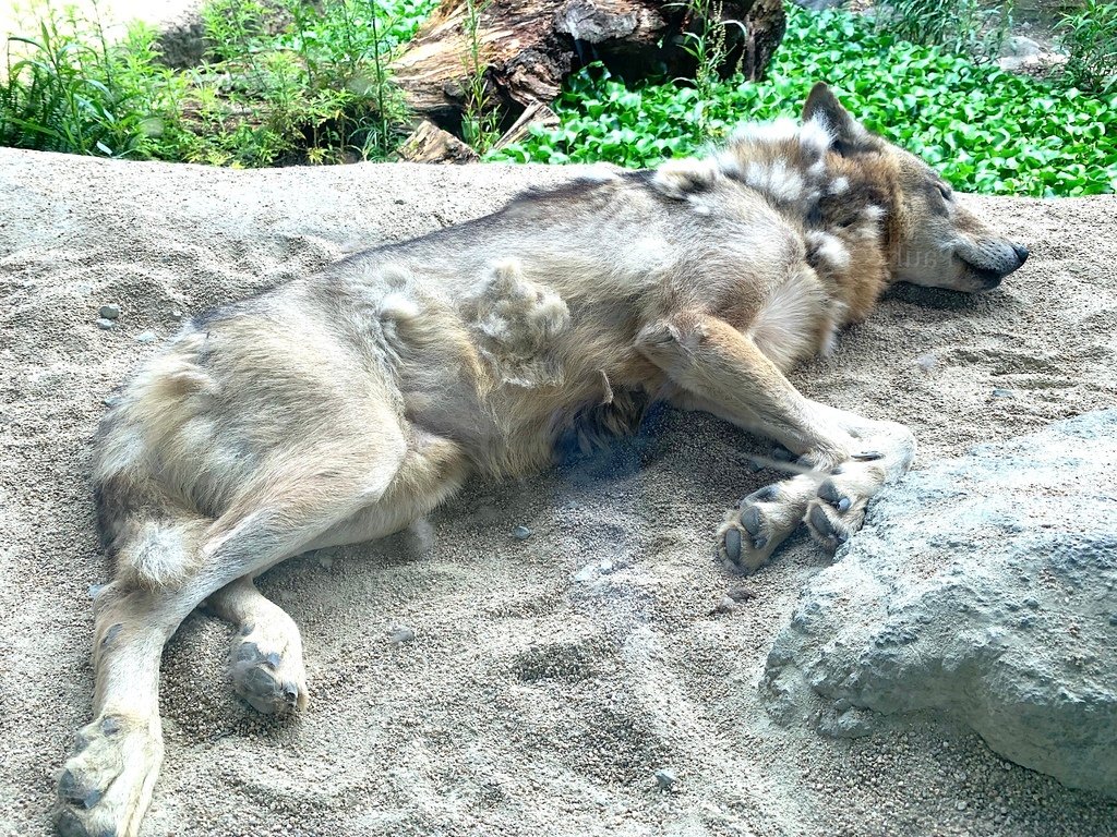 ＜日本＞2023關西~神戶動物王國（照片多），不怕天氣，玩飽