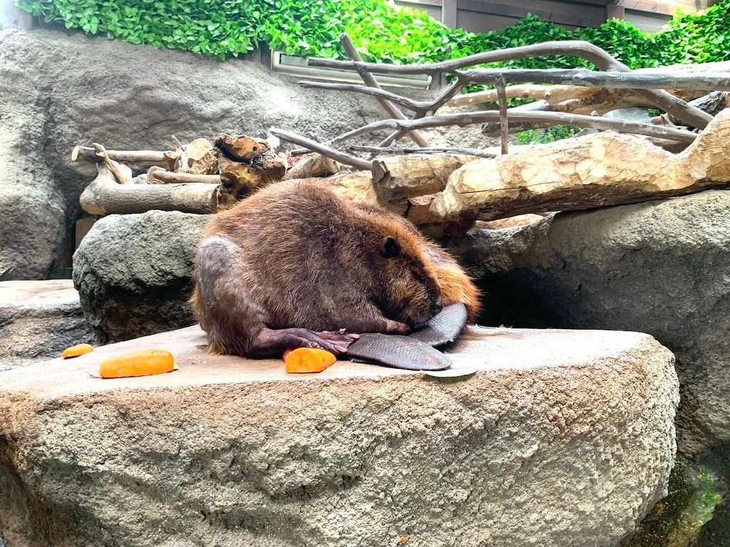 ＜日本＞2023關西~神戶動物王國（照片多），不怕天氣，玩飽