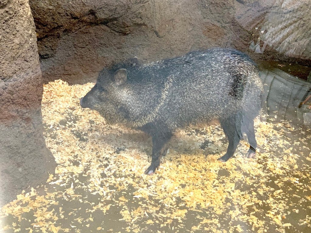 ＜日本＞2023關西~神戶動物王國（照片多），不怕天氣，玩飽