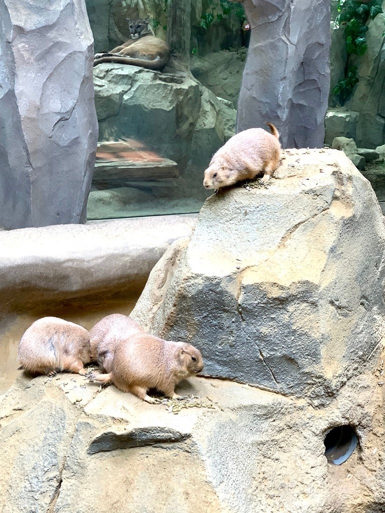 ＜日本＞2023關西~神戶動物王國（照片多），不怕天氣，玩飽