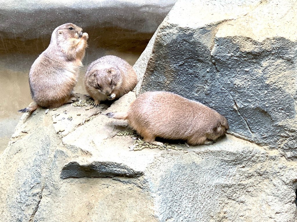 ＜日本＞2023關西~神戶動物王國（照片多），不怕天氣，玩飽