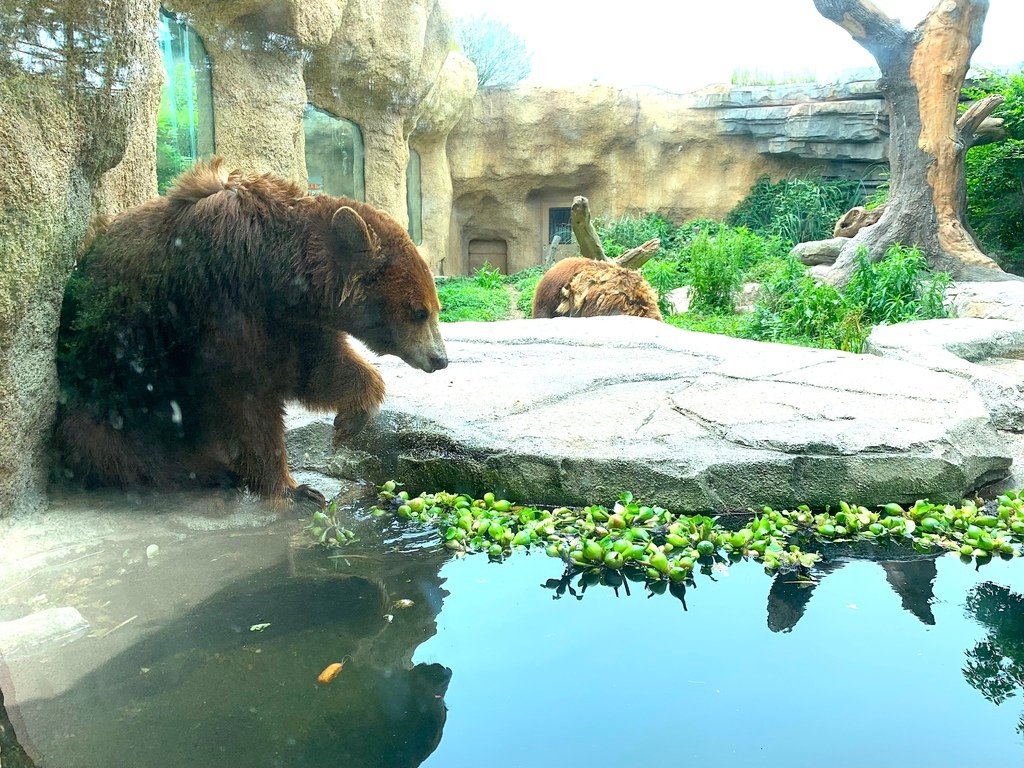 ＜日本＞2023關西~神戶動物王國（照片多），不怕天氣，玩飽