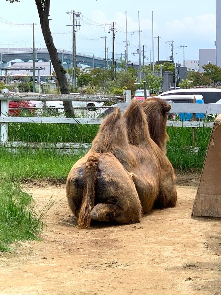 ＜日本＞2023關西~神戶動物王國（照片多），不怕天氣，玩飽