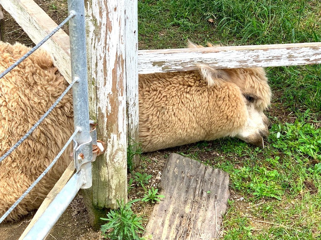 ＜日本＞2023關西~神戶動物王國（照片多），不怕天氣，玩飽