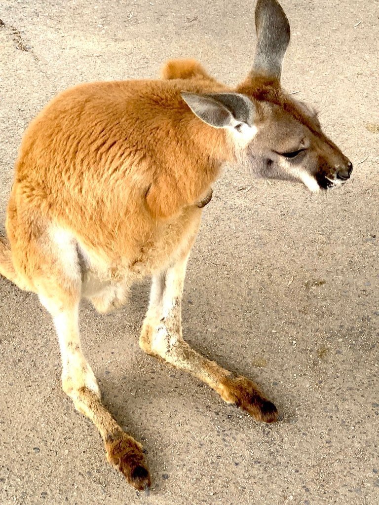 ＜日本＞2023關西~神戶動物王國（照片多），不怕天氣，玩飽
