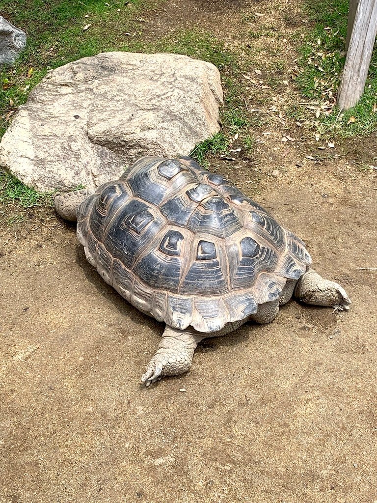 ＜日本＞2023關西~神戶動物王國（照片多），不怕天氣，玩飽