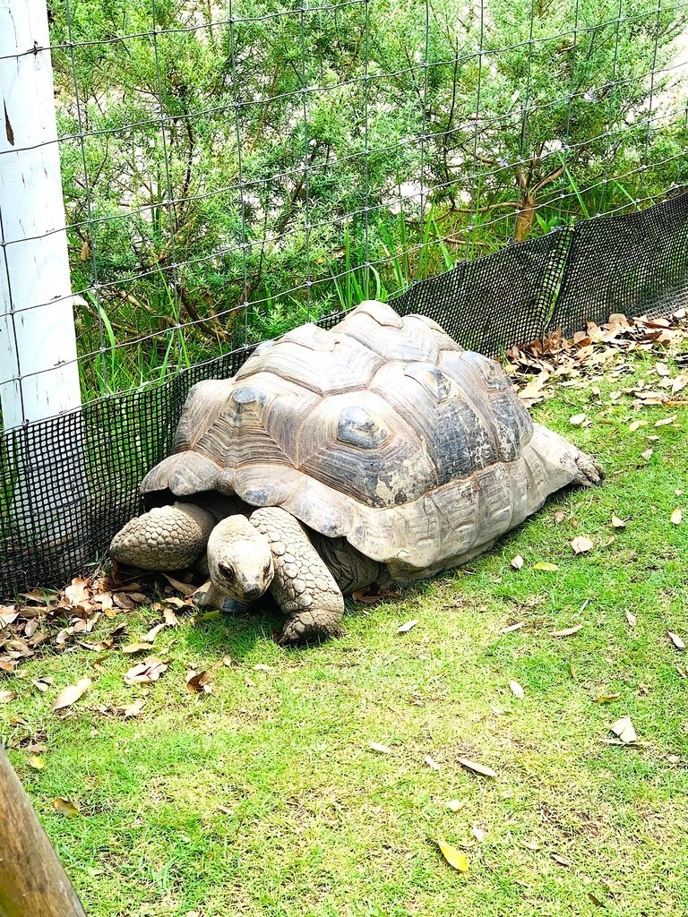 ＜日本＞2023關西~神戶動物王國（照片多），不怕天氣，玩飽