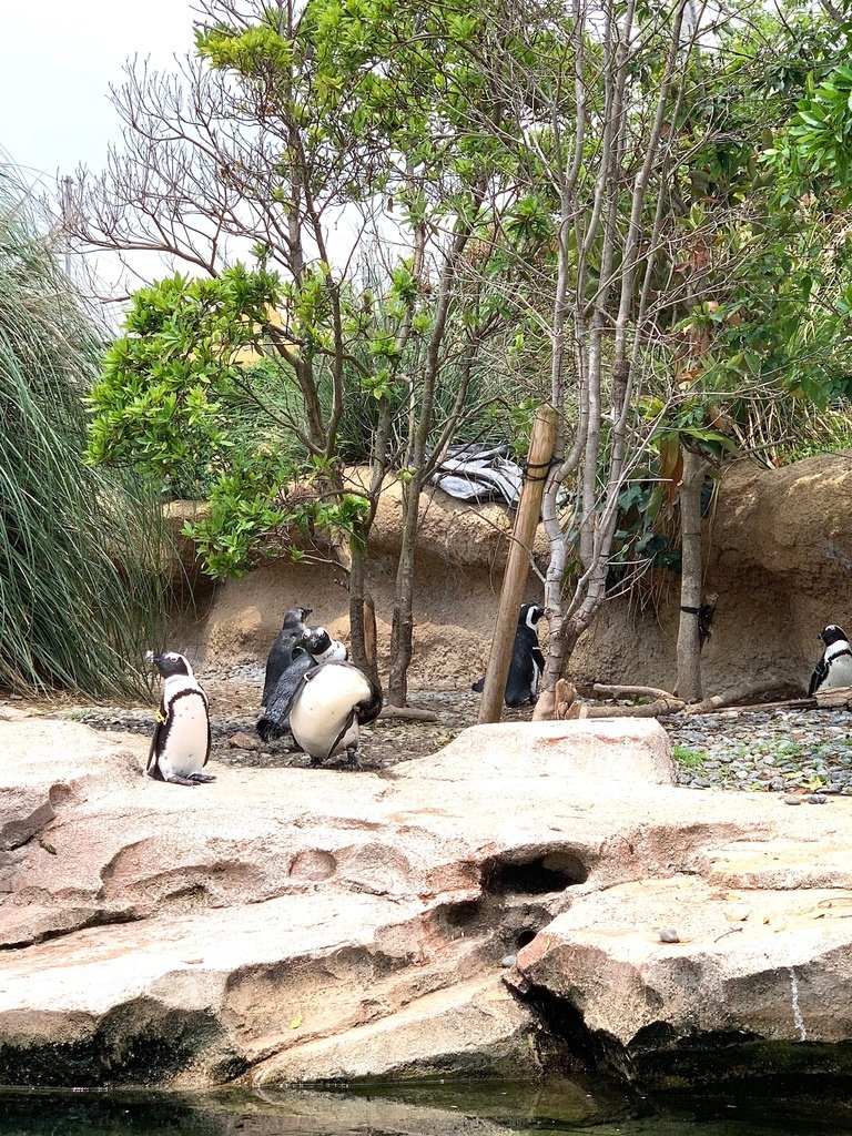 ＜日本＞2023關西~神戶動物王國（照片多），不怕天氣，玩飽
