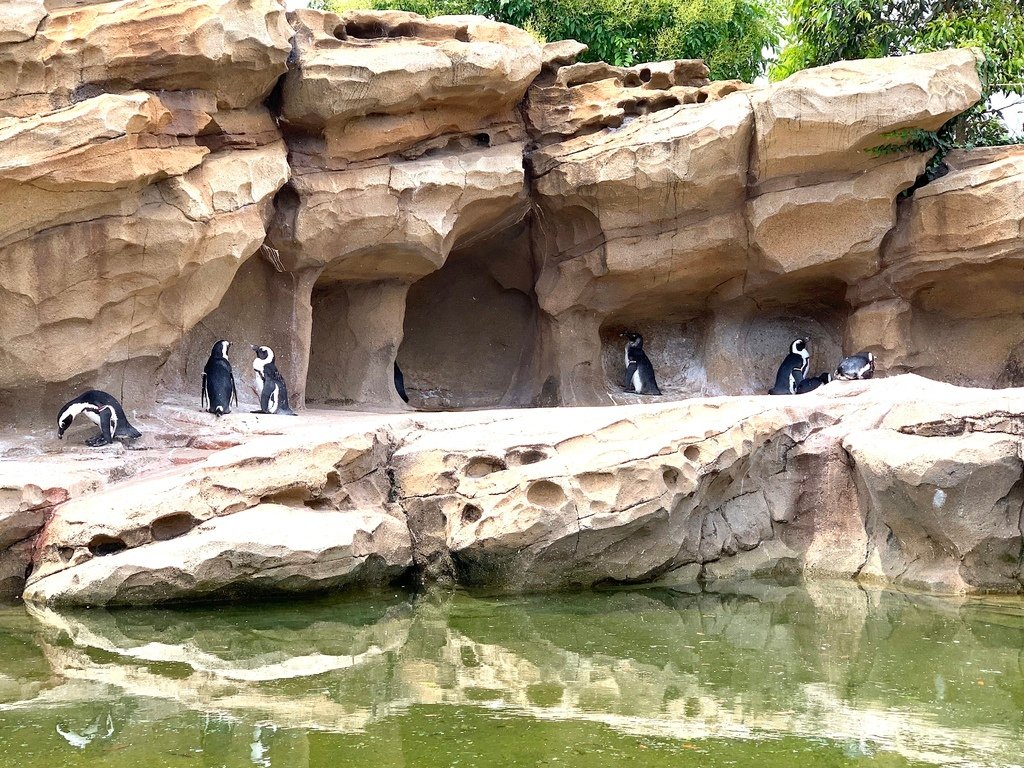 ＜日本＞2023關西~神戶動物王國（照片多），不怕天氣，玩飽
