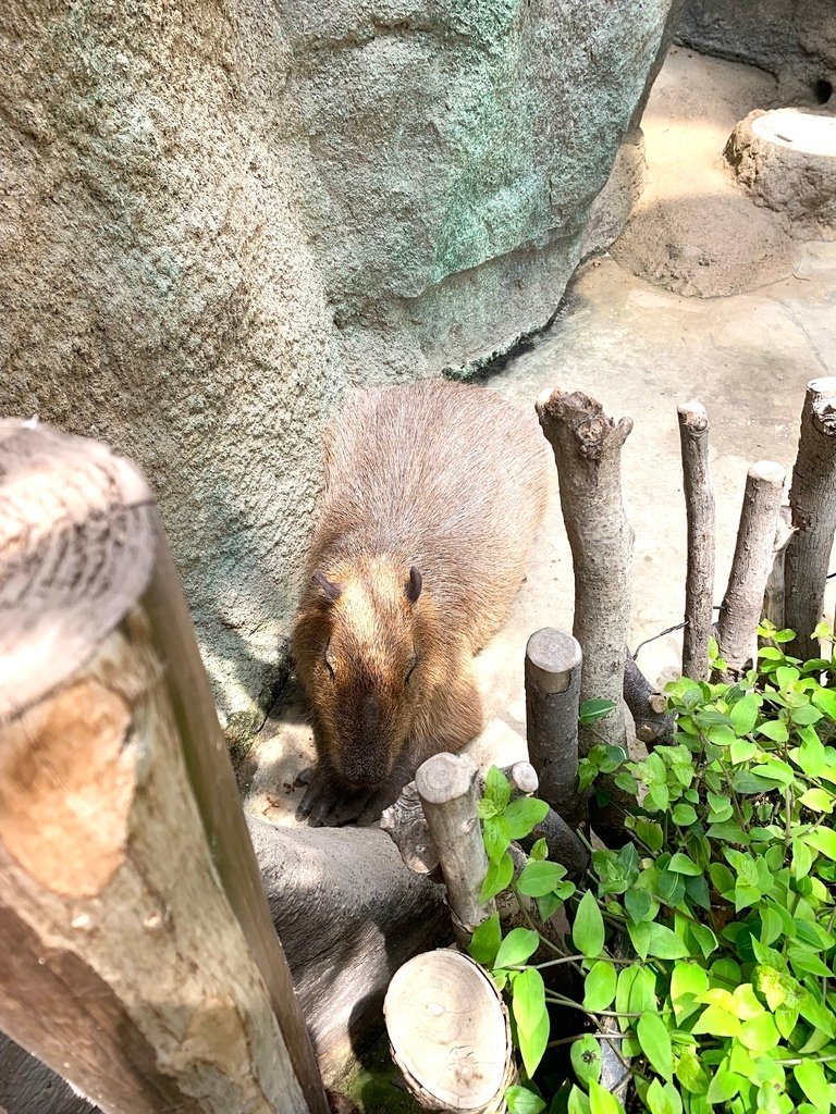 ＜日本＞2023關西~神戶動物王國（照片多），不怕天氣，玩飽