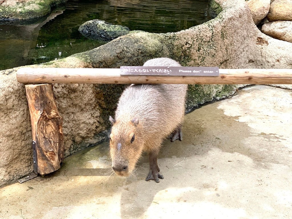 ＜日本＞2023關西~神戶動物王國（照片多），不怕天氣，玩飽