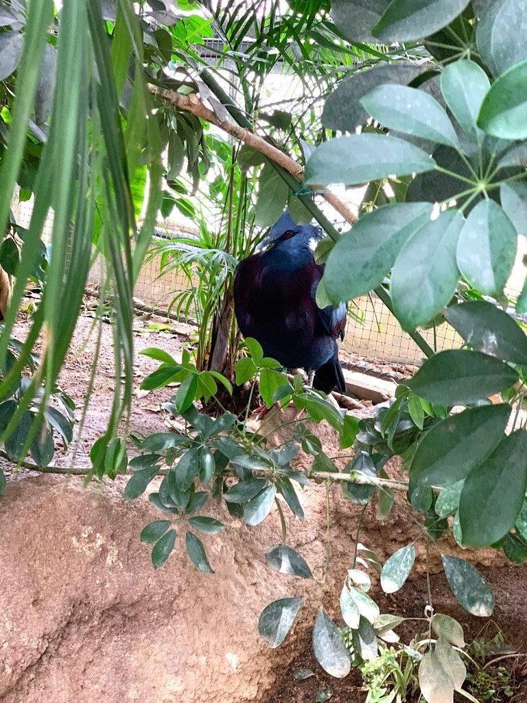 ＜日本＞2023關西~神戶動物王國（照片多），不怕天氣，玩飽