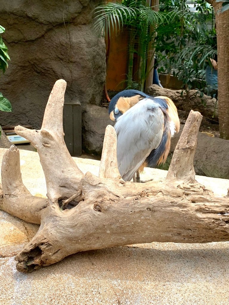 ＜日本＞2023關西~神戶動物王國（照片多），不怕天氣，玩飽