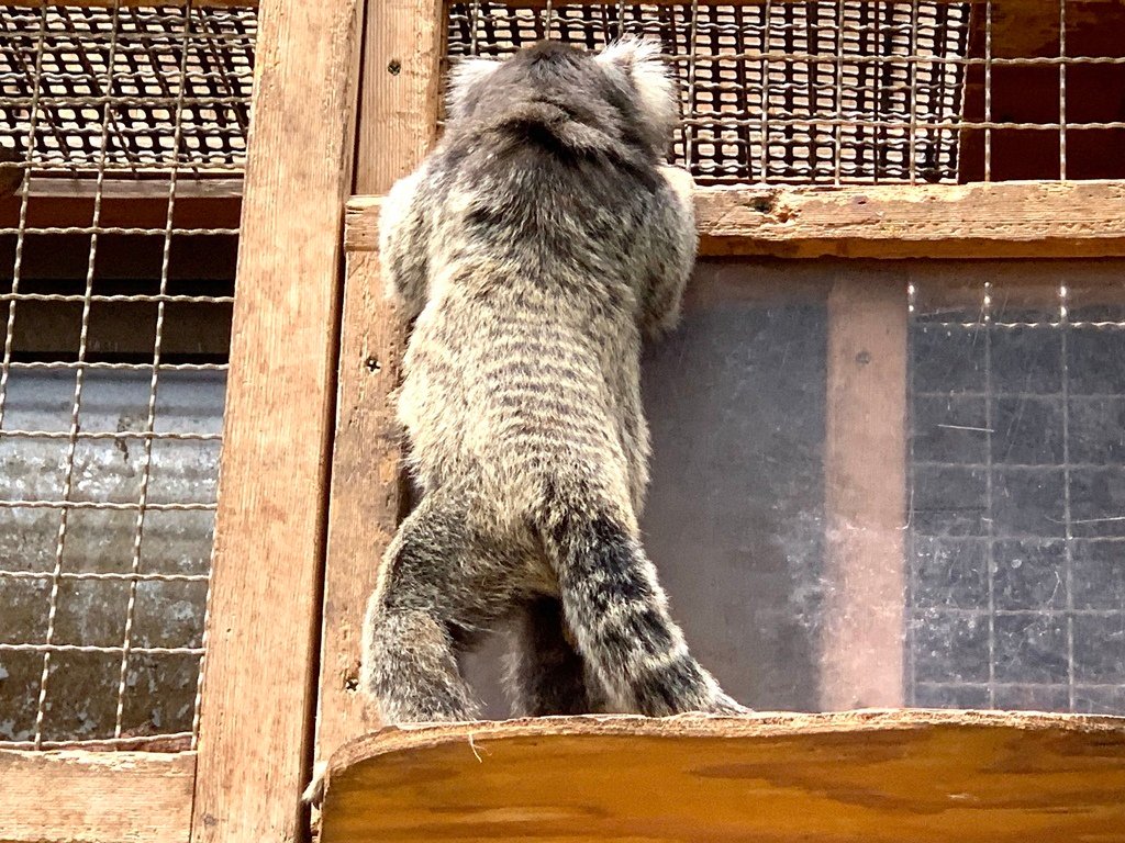 ＜日本＞2023關西~神戶動物王國（照片多），不怕天氣，玩飽