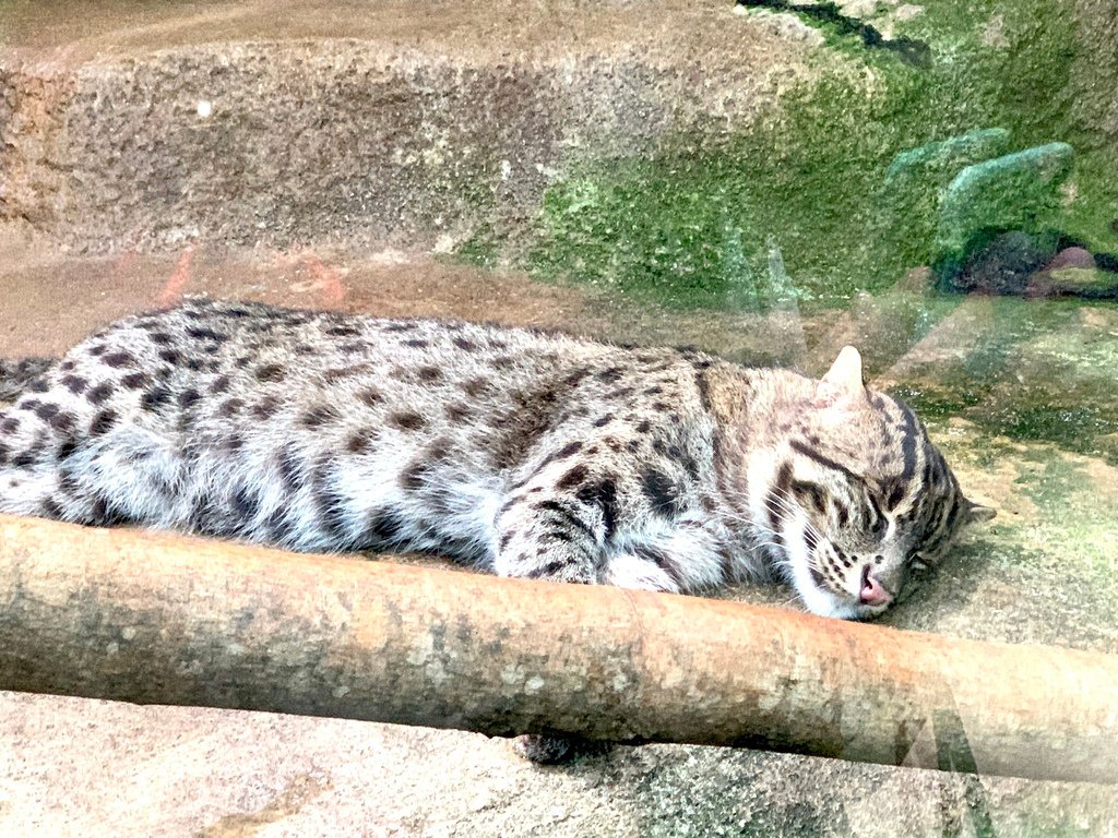 ＜日本＞2023關西~神戶動物王國（照片多），不怕天氣，玩飽