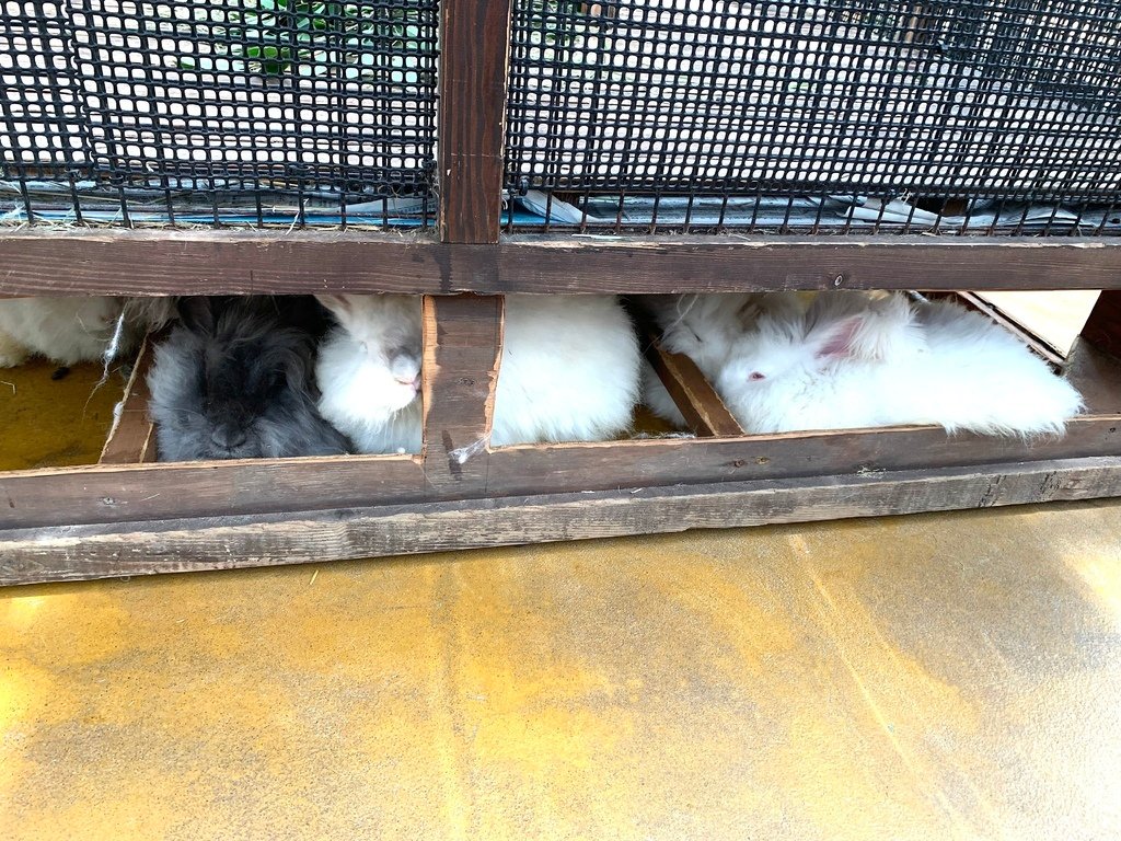 ＜日本＞2023關西~神戶動物王國（照片多），不怕天氣，玩飽