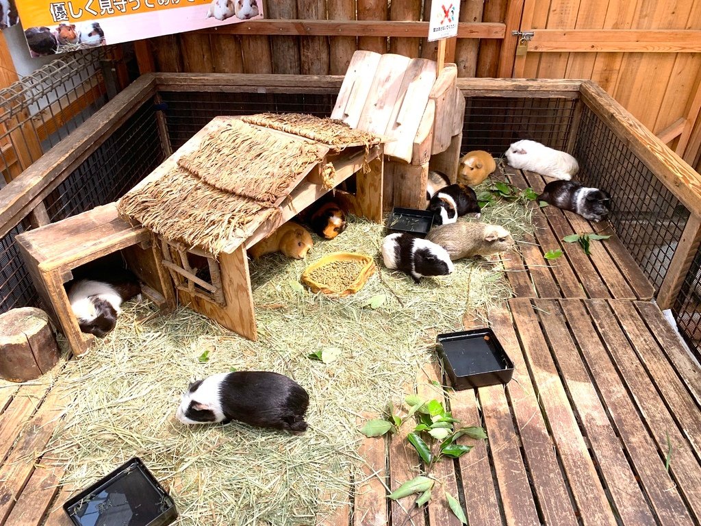 ＜日本＞2023關西~神戶動物王國（照片多），不怕天氣，玩飽