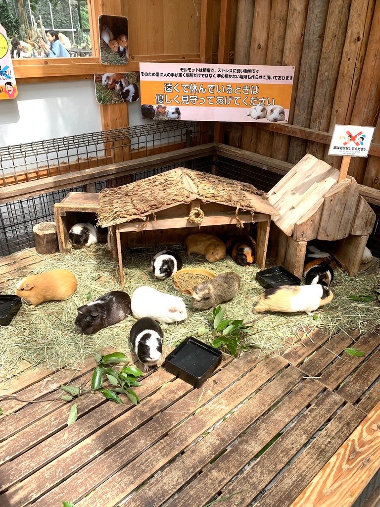 ＜日本＞2023關西~神戶動物王國（照片多），不怕天氣，玩飽
