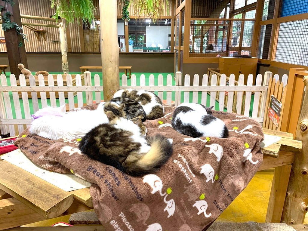 ＜日本＞2023關西~神戶動物王國（照片多），不怕天氣，玩飽