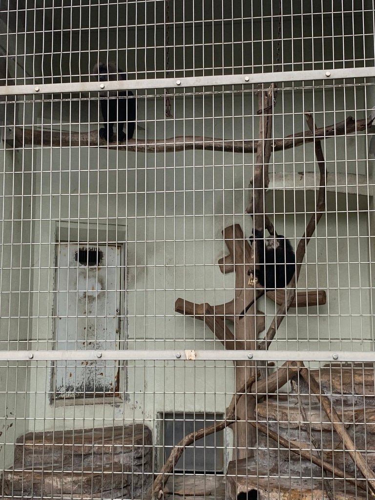 ＜日本＞2023關西~天王寺公園動物園、天王寺安利美特、利久