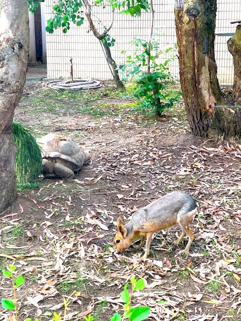 ＜日本＞2023關西~天王寺公園動物園、天王寺安利美特、利久