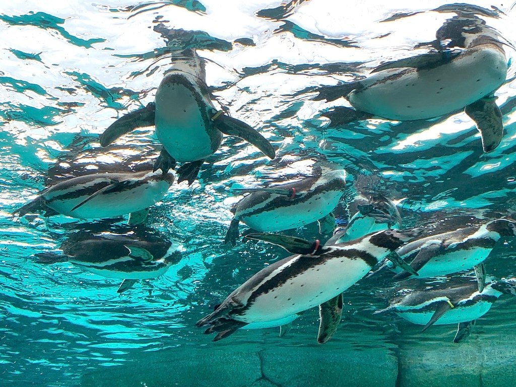 ＜日本＞2023關西~天王寺公園動物園、天王寺安利美特、利久