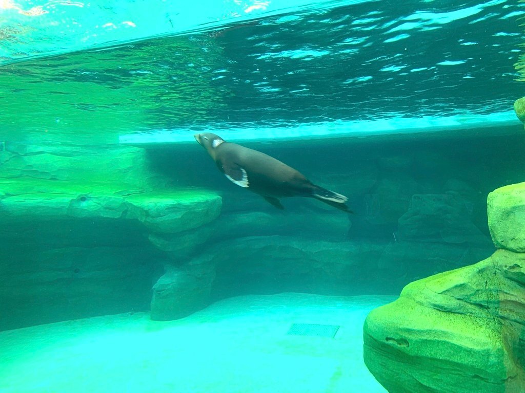 ＜日本＞2023關西~天王寺公園動物園、天王寺安利美特、利久