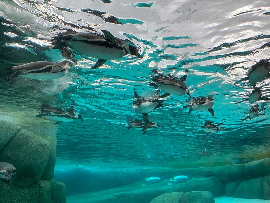 ＜日本＞2023關西~天王寺公園動物園、天王寺安利美特、利久