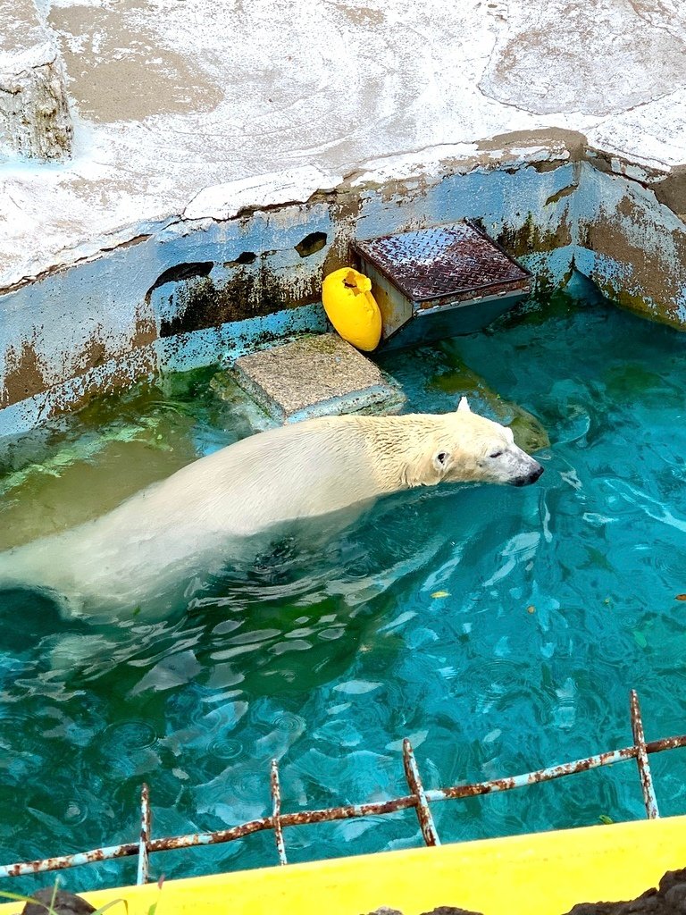 ＜日本＞2023關西~天王寺公園動物園、天王寺安利美特、利久