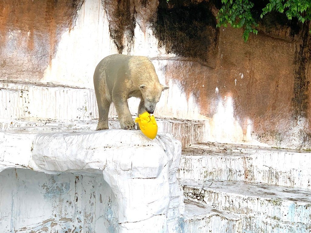 ＜日本＞2023關西~天王寺公園動物園、天王寺安利美特、利久