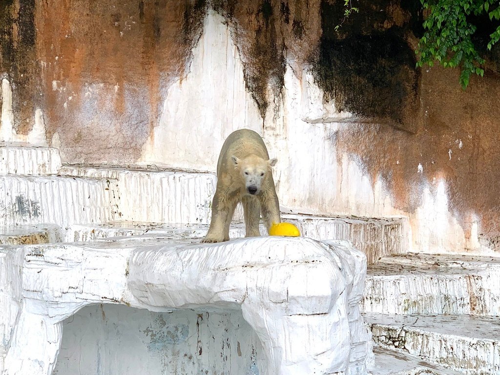 ＜日本＞2023關西~天王寺公園動物園、天王寺安利美特、利久
