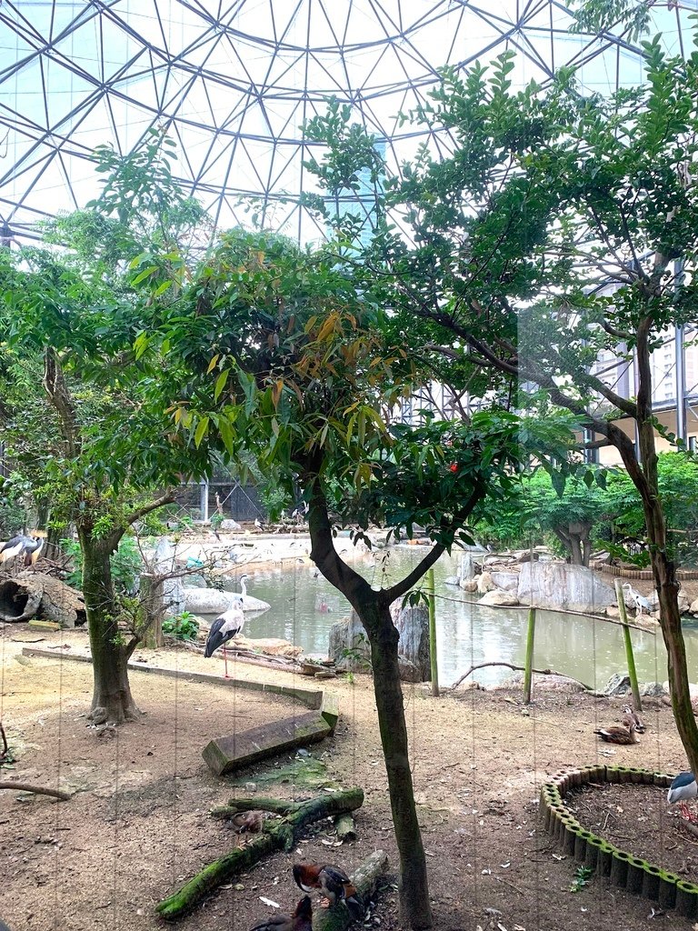 ＜日本＞2023關西~天王寺公園動物園、天王寺安利美特、利久