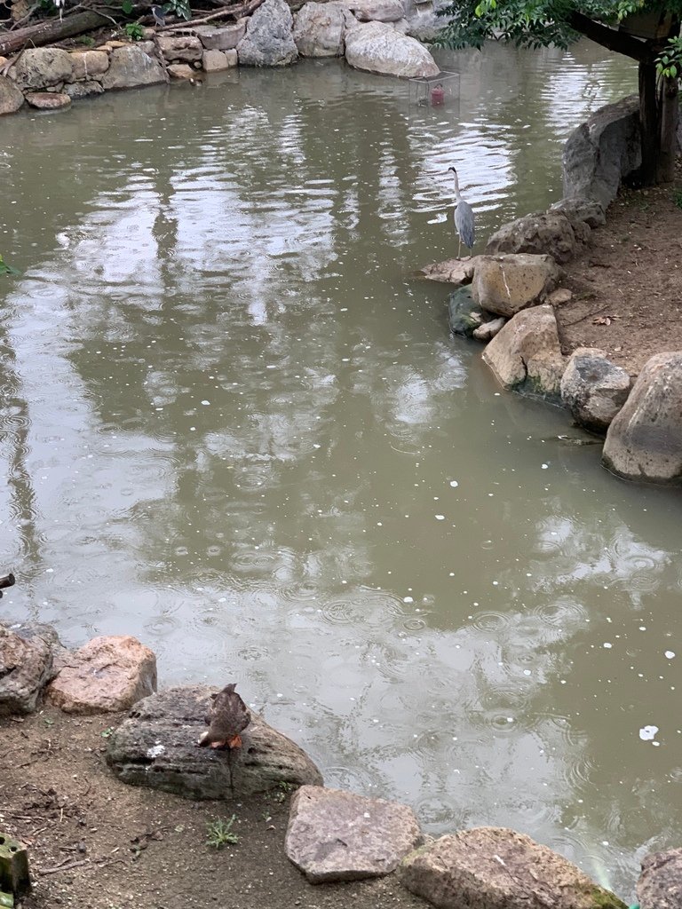 ＜日本＞2023關西~天王寺公園動物園、天王寺安利美特、利久