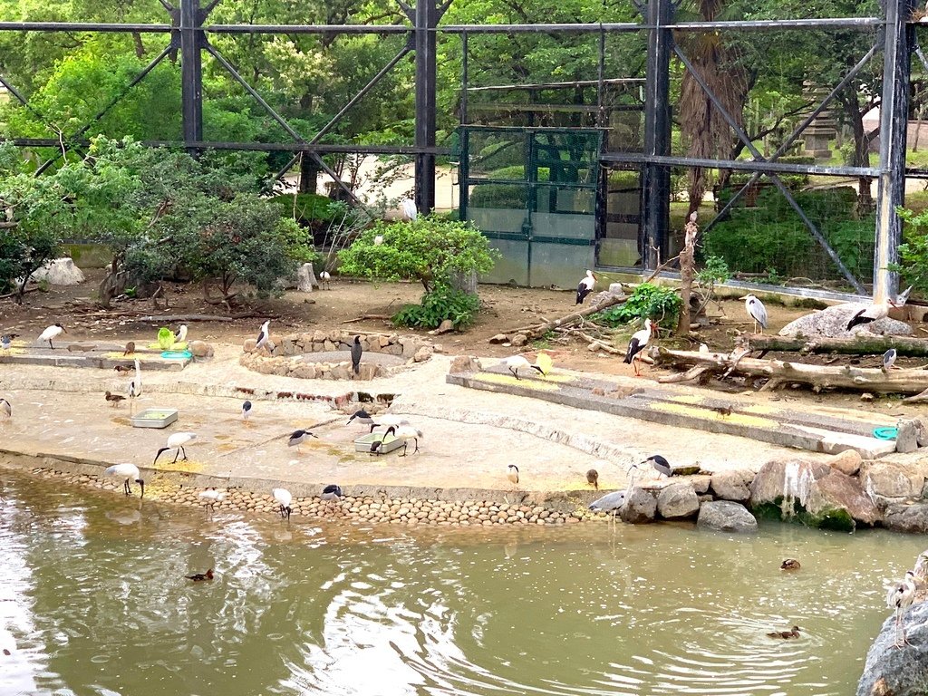 ＜日本＞2023關西~天王寺公園動物園、天王寺安利美特、利久