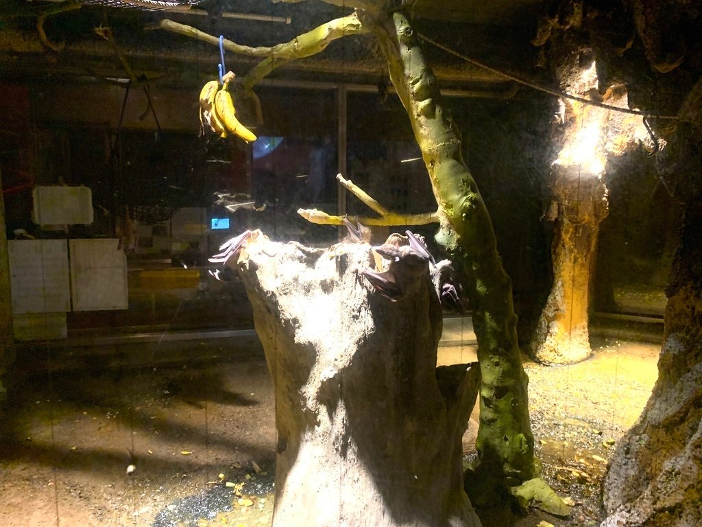 ＜日本＞2023關西~天王寺公園動物園、天王寺安利美特、利久